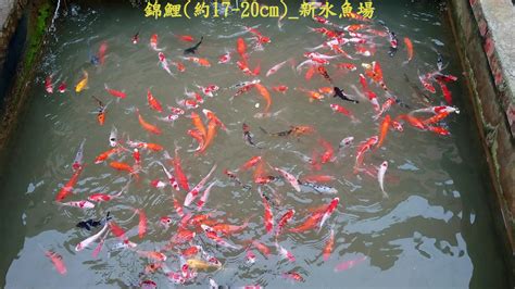 新水魚場|新水魚場